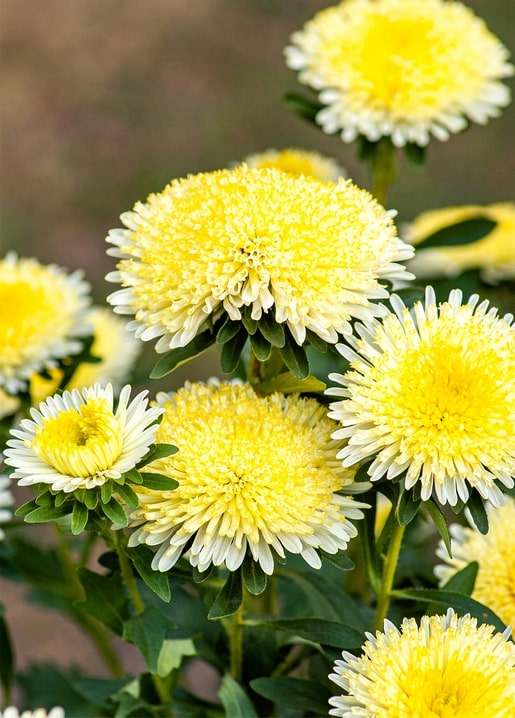 Nahaufnahme flauschiger gelb-weißer Chrysanthemenblüten in voller Blüte