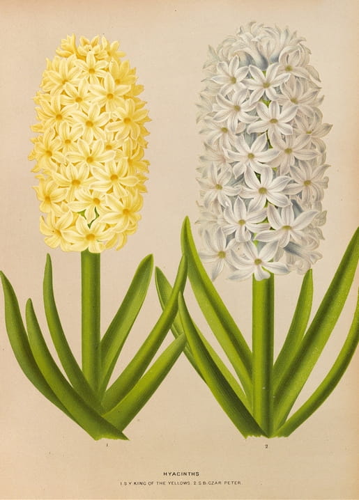Botanical illustration of two hyacinth varieties: golden-yellow ‘King of the Yellows’ and pale white ‘Czar Peter.’