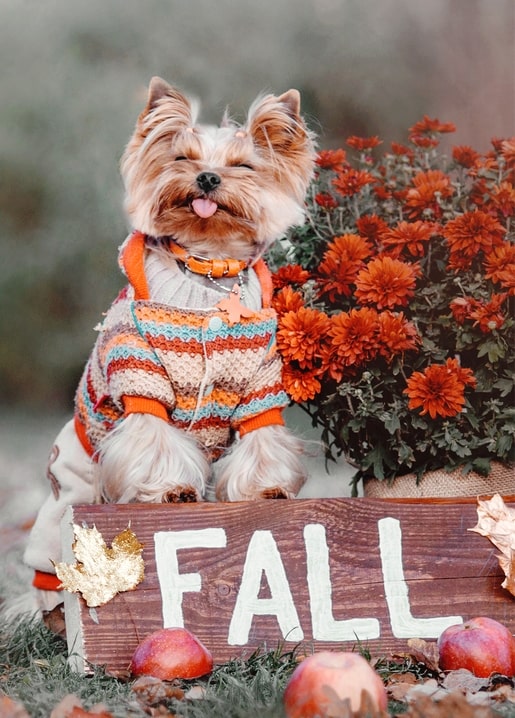 Yorkshire Terrier im Pullover neben orangen Chrysanthemen und einem Holzschild mit FALL
