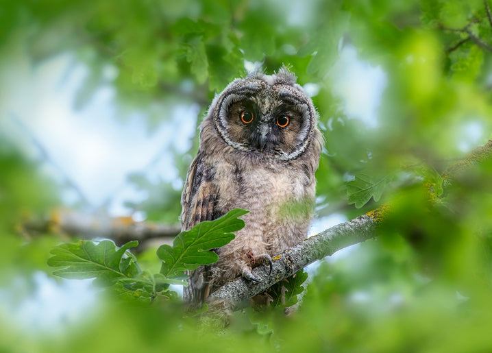 Fluffy young owl with orange eyes perched on an oak branch among green leaves