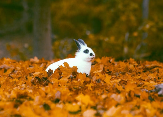 Postkarte Herbst / Zolota Ptakha Verlag
