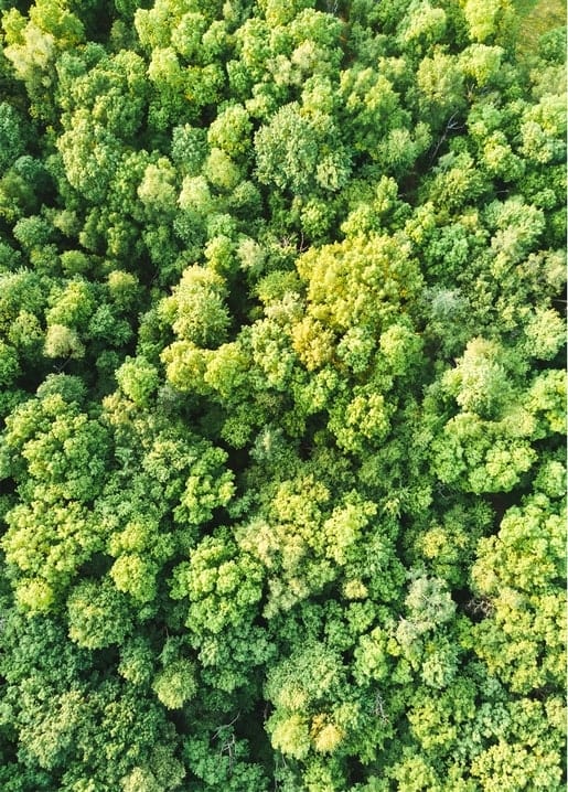 Luftbild einer grünen Baumkrone mit goldenem Lichtfleck