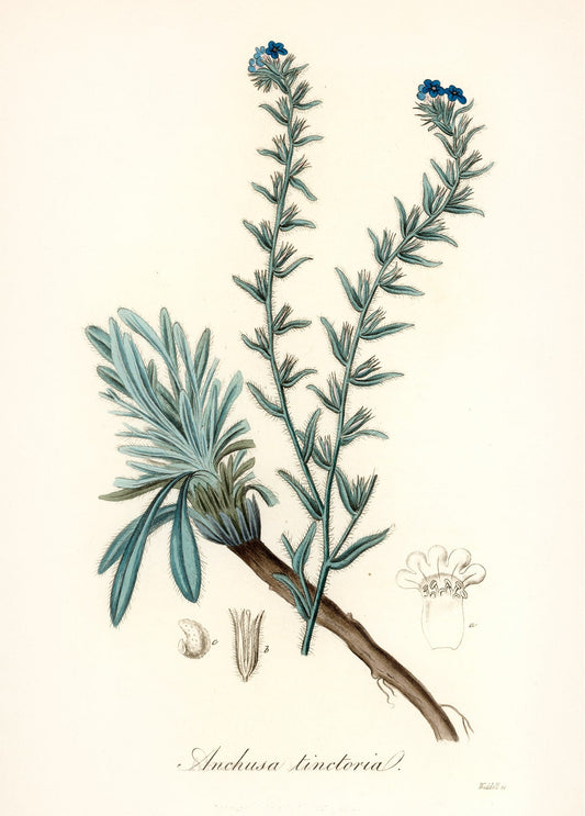 Старовинна ботанічна ілюстрація воловика (Anchusa tinctoria) із синіми квітами та коренем
