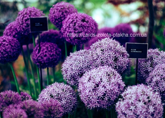 Runde violette Allium-Globemaster-Blüten mit Pflanzenschildern im Sommergarten