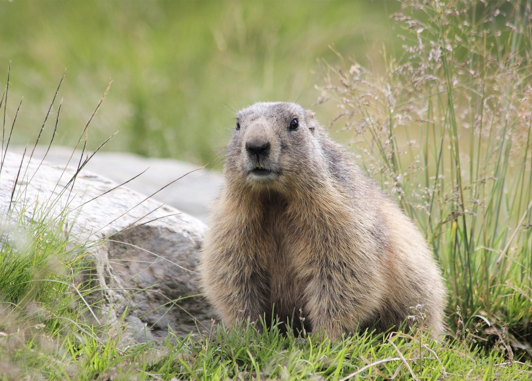 Alpenmurmeltier sitzt neben einem Stein im hohen Berggras