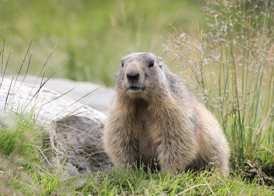 Alpenmurmeltier sitzt neben einem Stein im hohen Berggras