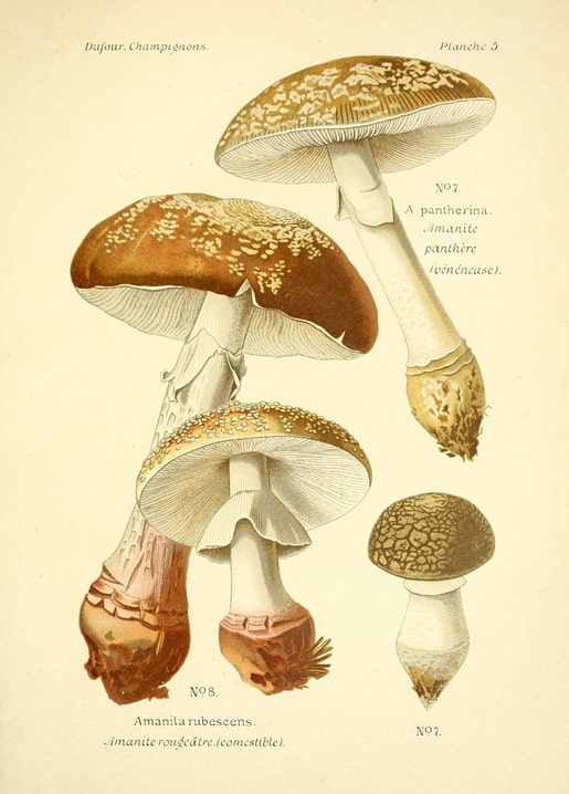 Вінтажна ілюстрація мухоморів Amanita pantherina та Amanita rubescens