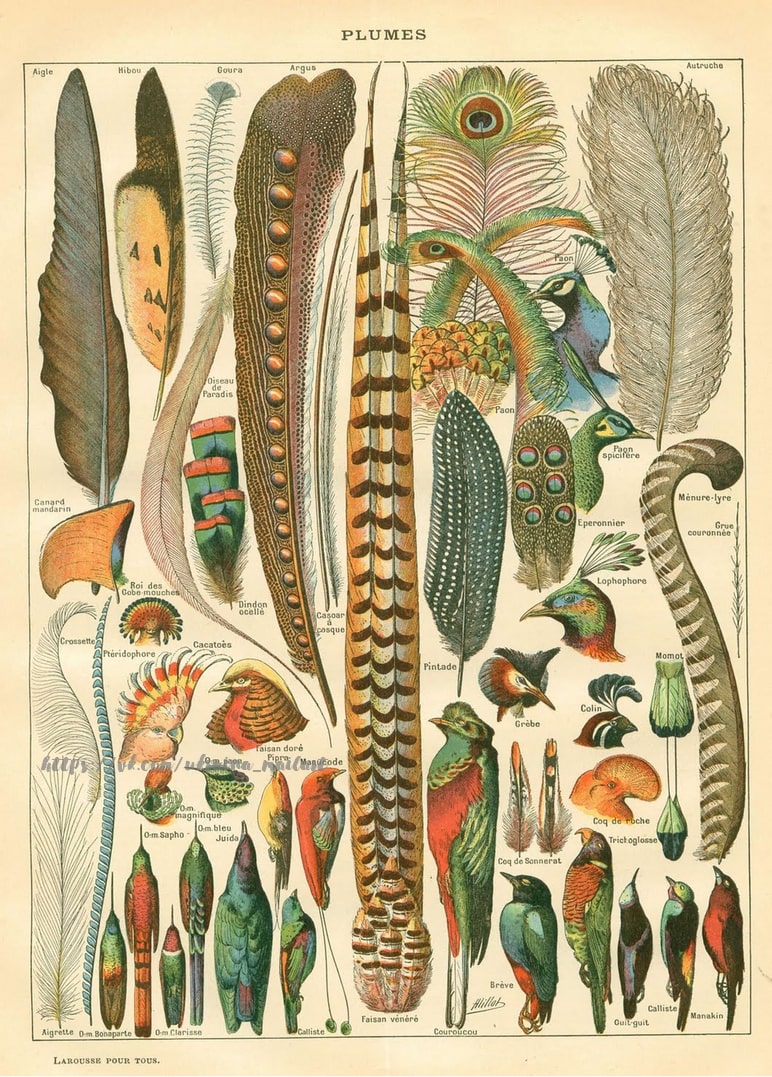 Листівка Botanical / Видавничий дім "Золота Птаха"