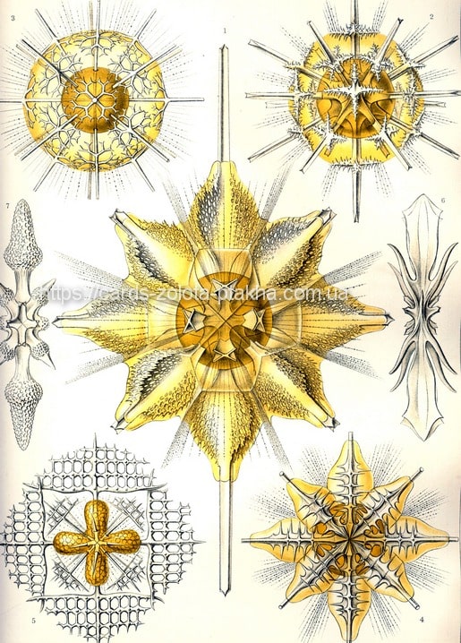 Листівка Ernst Haeckel / Видавничий дім "Золота Птаха"