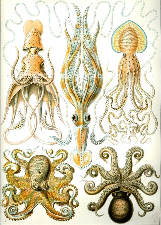 Листівка Ernst Haeckel / Видавничий дім "Золота Птаха"