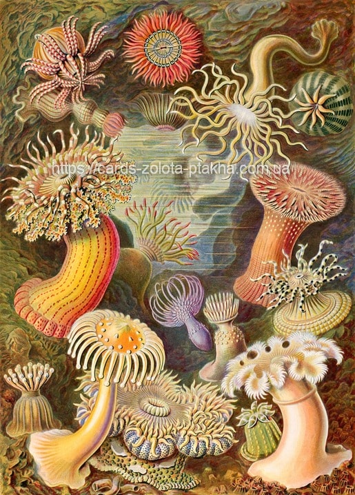 Листівка Ernst Haeckel / Видавничий дім "Золота Птаха"