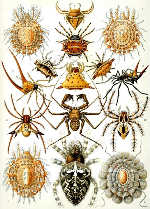 Листівка Ernst Haeckel / Видавничий дім "Золота Птаха"