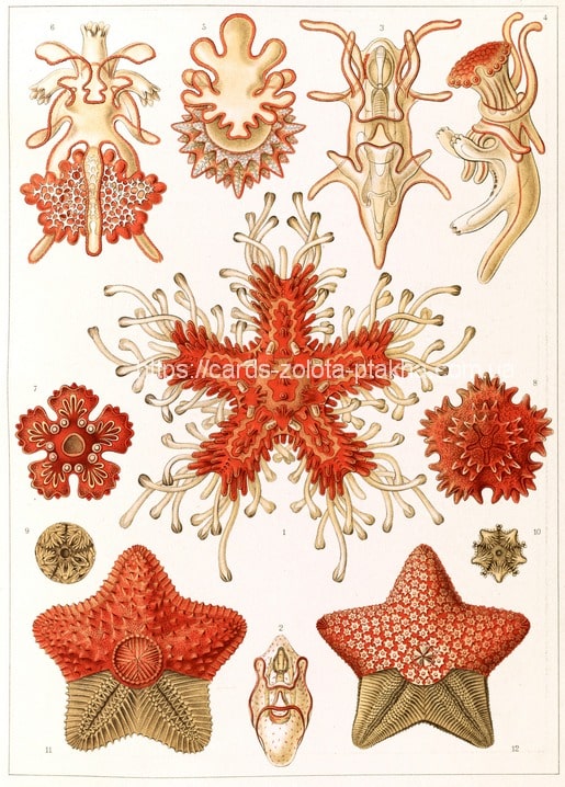 Листівка Ernst Haeckel / Видавничий дім "Золота Птаха"