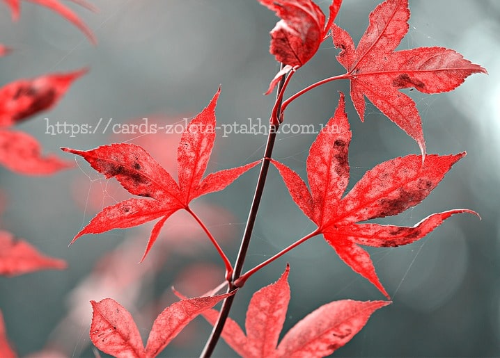 Листівка Осінь - Autumn postcrads / Видавничий дім "Золота Птаха"