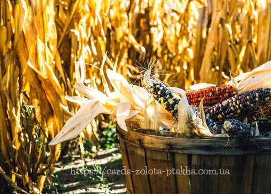 Postkarte Herbst - Herbstpostkarten / Verlag Zolota Ptakha