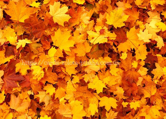 Postkarte Herbst - Herbstpostkarten / Verlag Zolota Ptakha
