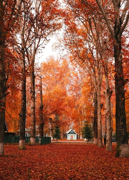 Tree-lined avenue with fiery red and orange autumn leaves leading to a small house
