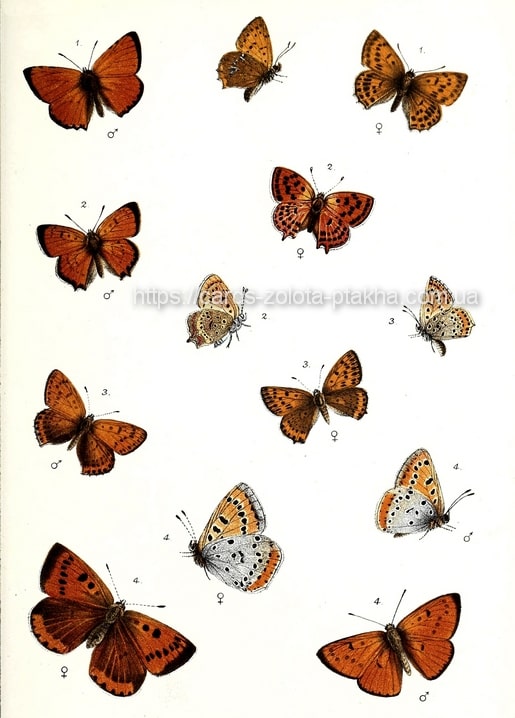 Листівка Butterfly / Видавничий дім "Золота Птаха"
