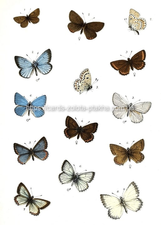 Листівка Butterfly / Видавничий дім "Золота Птаха"
