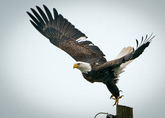 Weißkopfseeadler mit ausgebreiteten Flügeln landet auf einem Holzpfahl