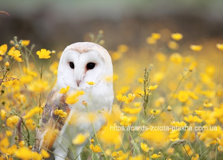 Schleiereule mit herzförmigem Gesicht sitzt zwischen leuchtend gelben Wildblumen