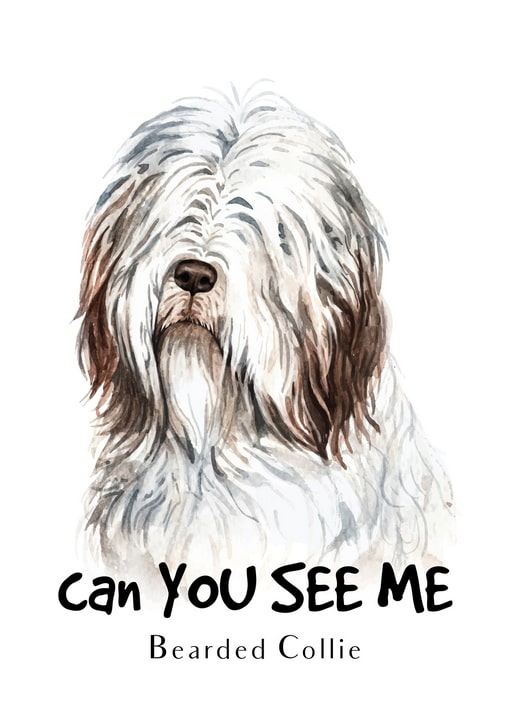 Aquarellillustration eines zottigen Bearded Collie mit Fell über den Augen, Bildunterschrift „Can You See Me“.
