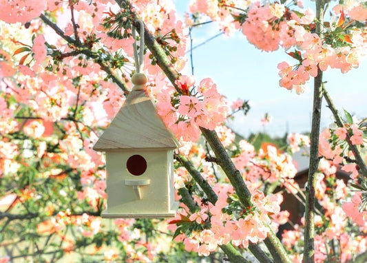 Small wooden birdhouse hanging among pink cherry blossom branches under blue sky