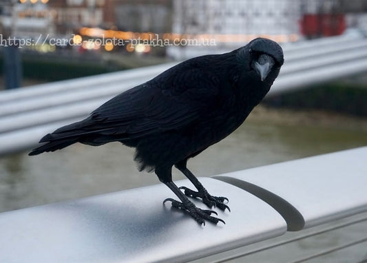 Schwarze Krähe sitzt auf einem Brückengeländer vor unscharfen Stadtlichtern in der Dämmerung
