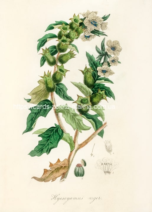Botanische Illustration des Schwarzen Bilsenkrauts mit violett geaderten Blüten