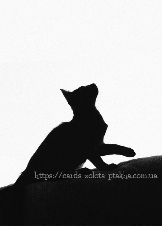 Black kitten in silhouette, one paw raised, against a bright background