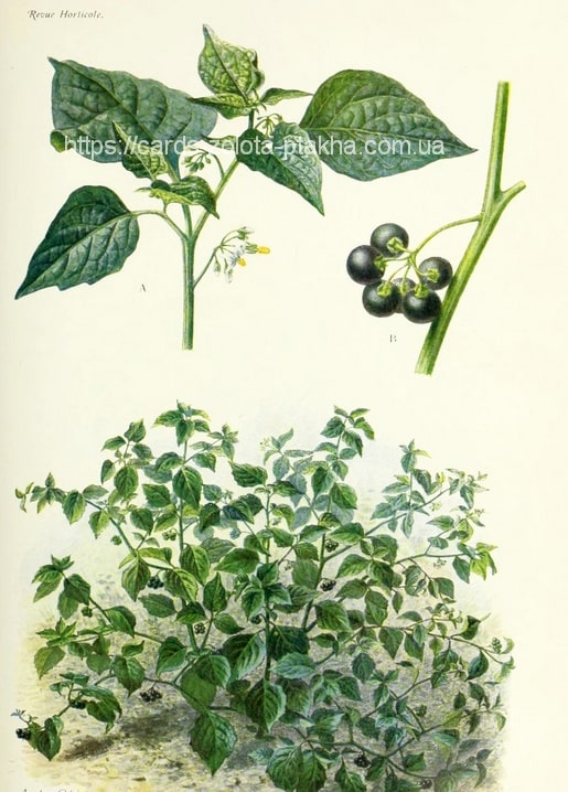 Botanical illustration of black nightshade with dark berries, white flowers and full shrub