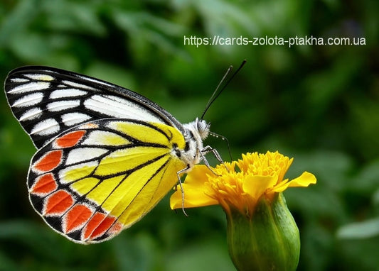 Schwarz-weiß-oranger Schmetterling mit ausgebreiteten Flügeln auf gelber Blüte