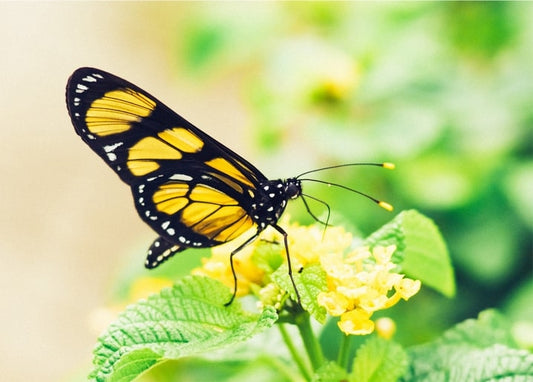 Schwarz-gelber Schmetterling auf kleinen gelben Lantanablüten
