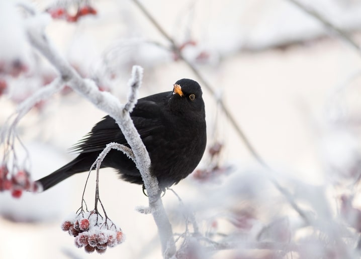 Blackbird perched on a frost-covered rowan branch with red berries in winter
