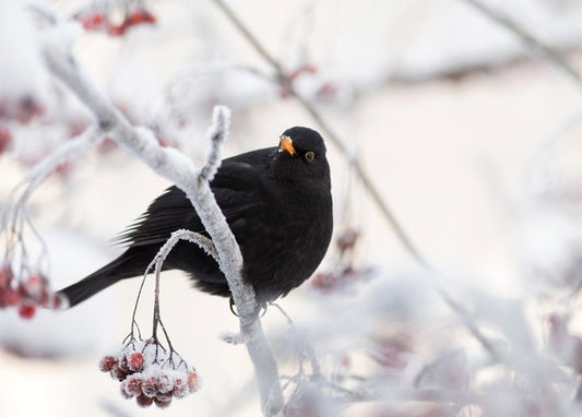 Blackbird perched on a frost-covered rowan branch with red berries in winter