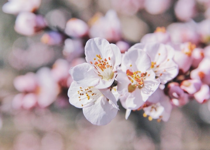 Close-up of white spring blossoms with golden stamens on a bare branch