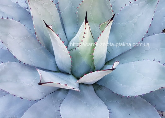 Blaugraue Agaven-Rosette von oben mit stacheligen, dunkel gespitzten Blättern