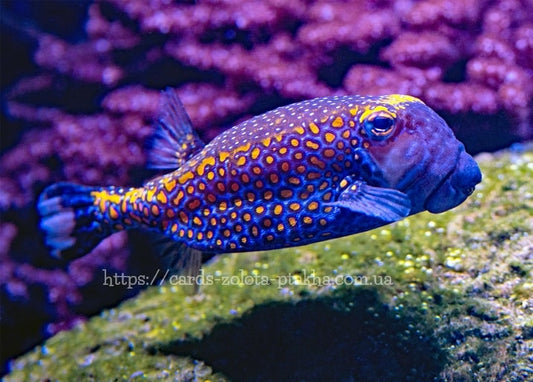 Blauer Kofferfisch mit orangen Punkten schwimmt an rosa Korallen vorbei