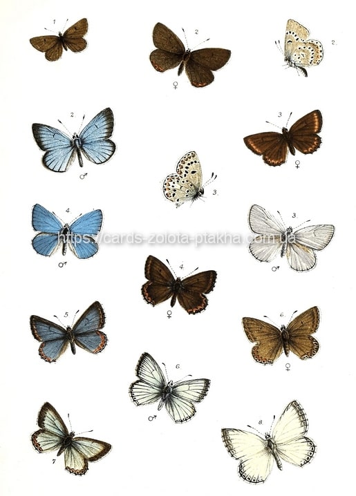 Antike Tafel kleiner blauer und brauner Schmetterlinge, nach Arten nummeriert