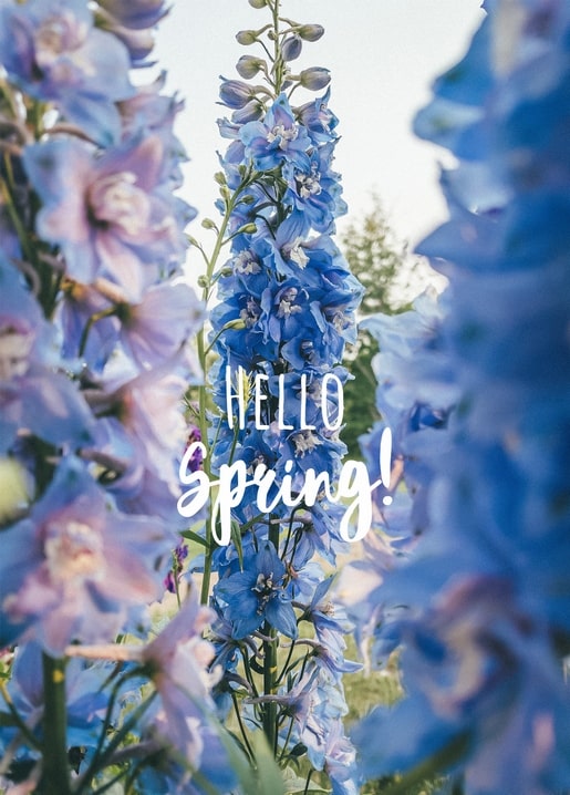 Blaue Rittersporn-Blüten in Nahaufnahme mit handgeschriebenem Frühlingsgruß