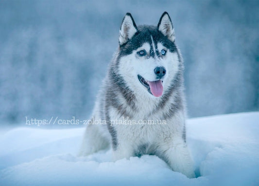 Husky mit eisblauen Augen sitzt mit geöffnetem Maul im Schnee