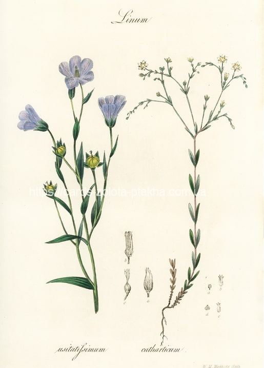 Botanical illustration of blue flax and fairy flax with flowers, leaves, and seed pods