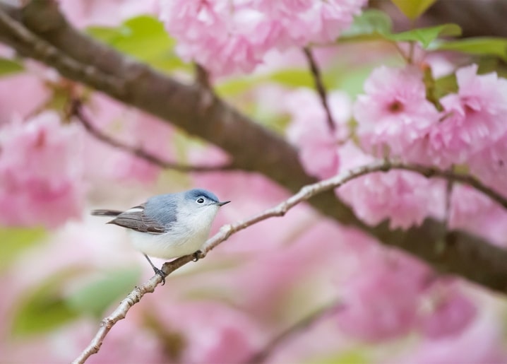 Kleiner blaugrauer Vogel sitzt auf einem Zweig zwischen rosa Kirschblüten.