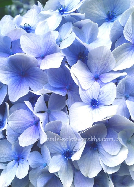 Makroaufnahme blauer und lavendelfarbener Hortensienblüten mit sichtbaren Adern