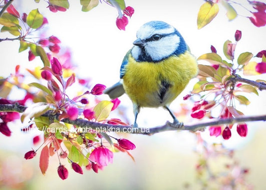 Blaumeise auf einem Zweig mit rosa Apfelblüten