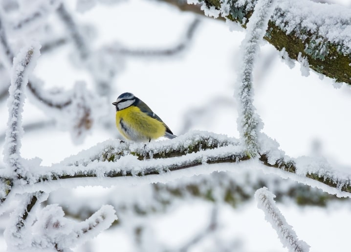 Blue tit perched on a frost-covered branch against a snowy background