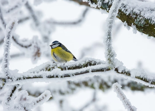 Blue tit perched on a frost-covered branch against a snowy background