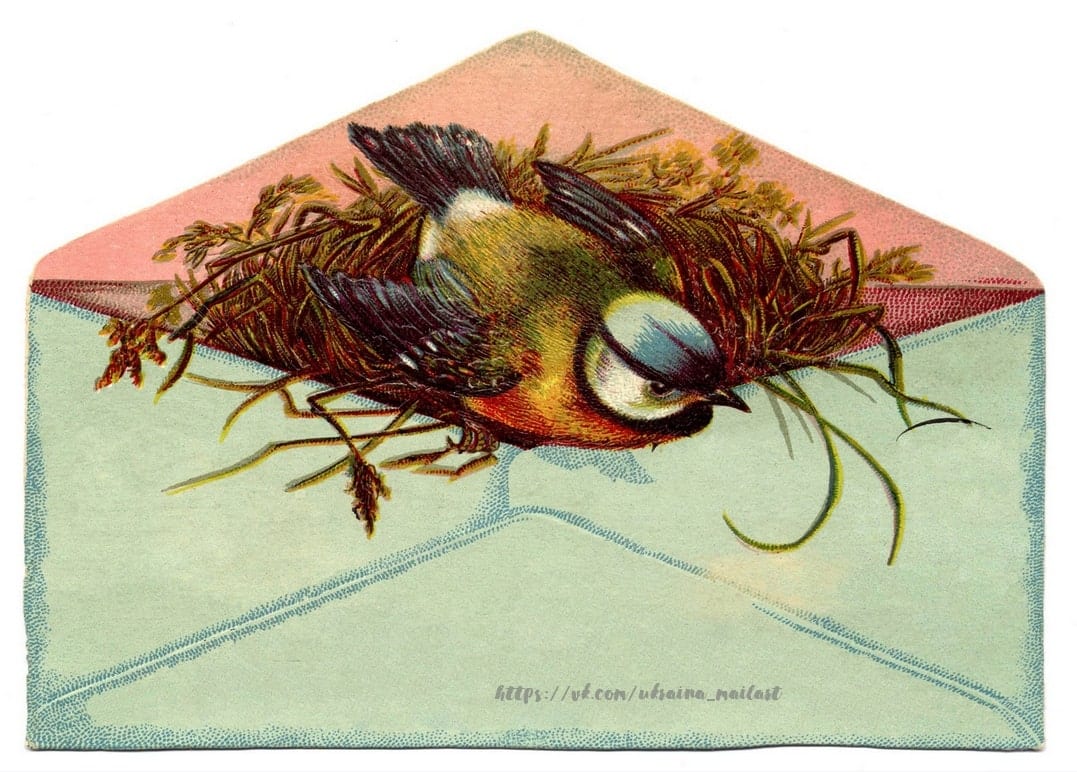 Vintage chromolithograph of a blue tit lying on a mossy nest across an illustrated envelope flap