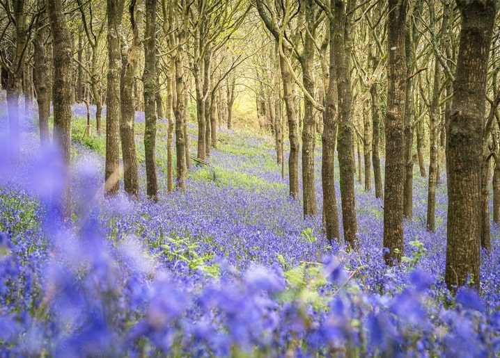 Kahle Frühlingsbäume ragen über einen dichten Teppich violetter Glockenblumen im Wald.