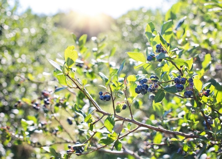 Clusters of ripe blueberries on a sunlit bush with glowing green leaves